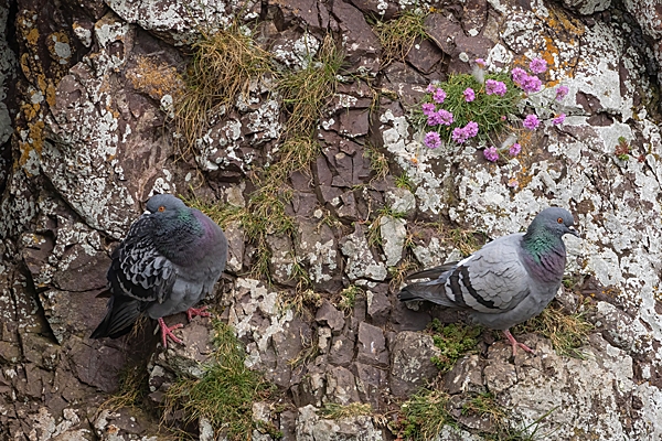 2 Rock doves. May. '23.