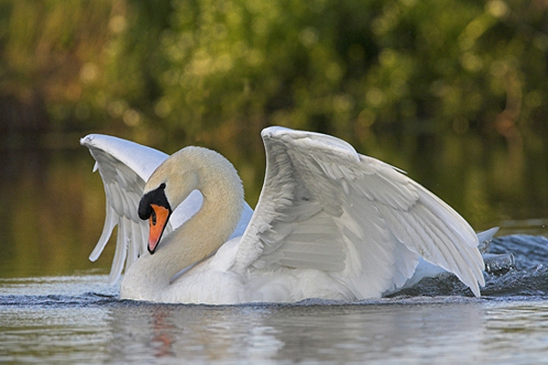 Mute Swan aggression.