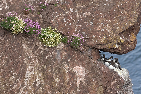 Sea Pink,Sea Campion and Guillemots. May. '23.