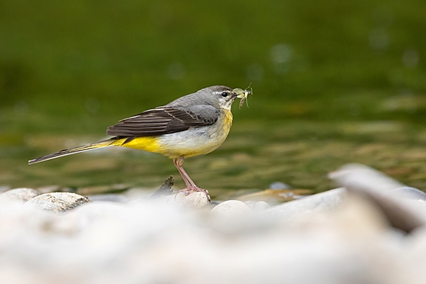 Grey Wagtail with beakful of insects 1. Jun. '23.