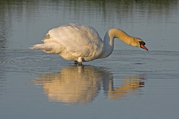 Mute Swan reflection.