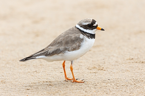 Ringed Plover 2. Jun. '23.