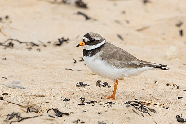 Ringed Plover 1. Jun. '23.