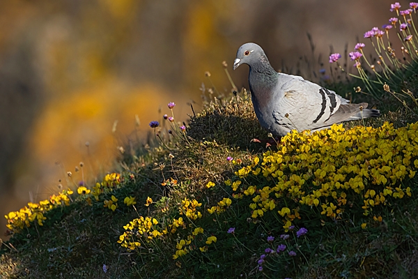 Rock dove and vetch. Jun. '23.