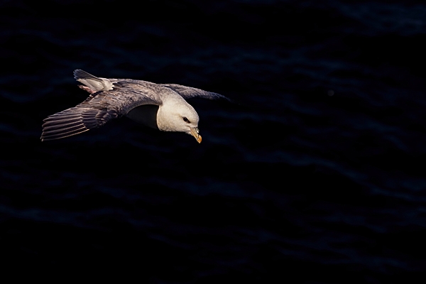 Fulmar spotlit in flight. Jun. 23.