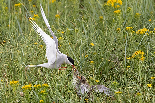 Arctic Tern feeds 2 chicks. Jun. '23.