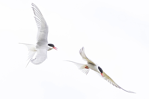 2 Arctic Terns in aerial ballet. Jun. '23.