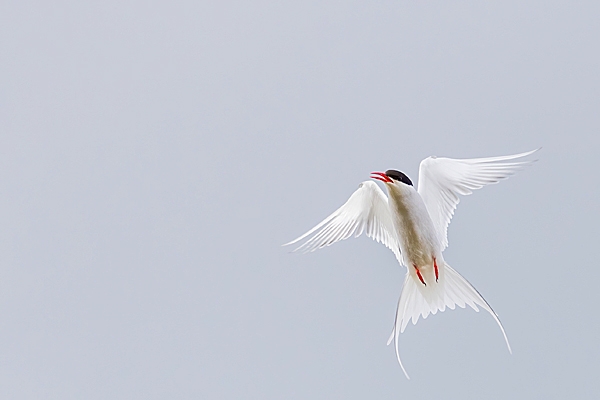 Arctic Tern in aerial pose. Jun. '23.