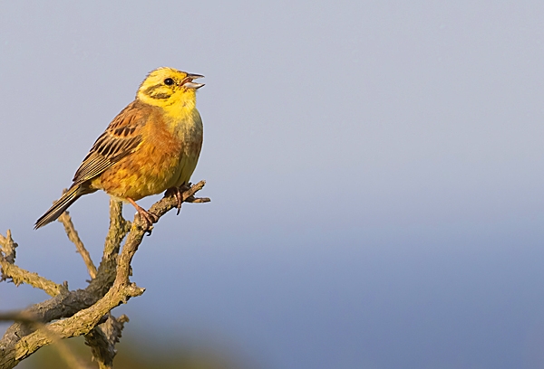 Male Yellowhammer singing. Jul. '23.