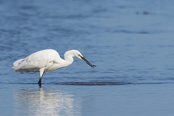 Little Egret with shrimp 3. Sept. '23