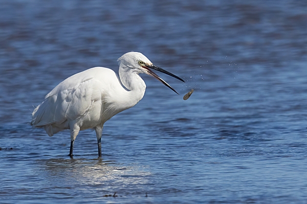 Little Egret with shrimp 2. Sept. '23.