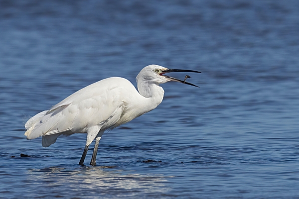 Little Egret with shrimp 1. Sep. '23.