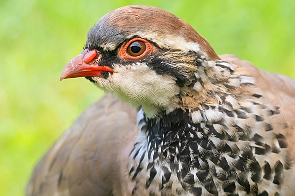 Red legged Partridge portrait. Sep. '23.