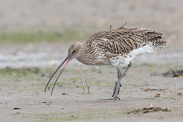 Curlew with small crab. Oct. '23.