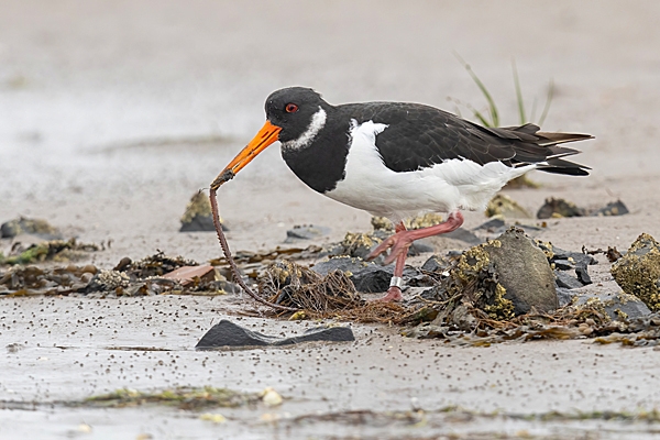 Oystercatcher with worm. Oct. '23.