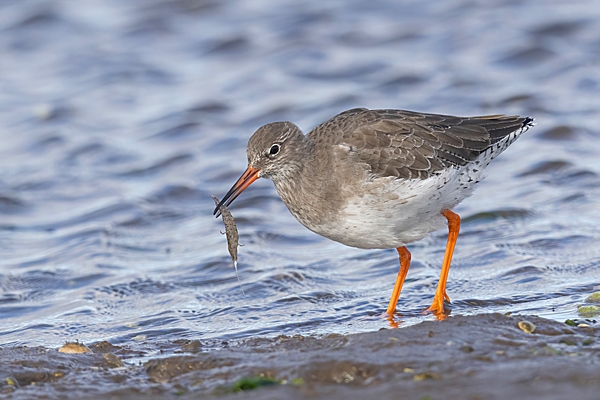 Redshank with shrimp. Oct. '23.