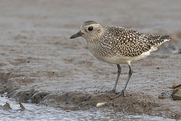 Grey Plover 1. Oct. '23.