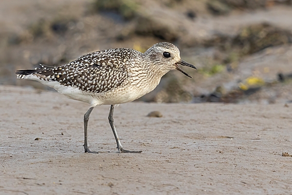 Grey Plover calling. Oct. '23.