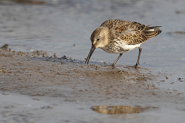 Dunlin feeding 1. Oct. '23.