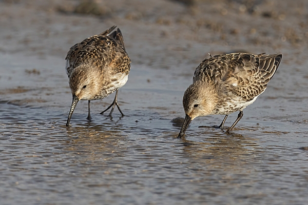 2 Dunlin feeding. Oct. '23.