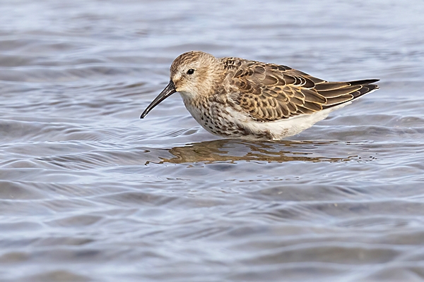 Dunlin in water. Oct. '23.