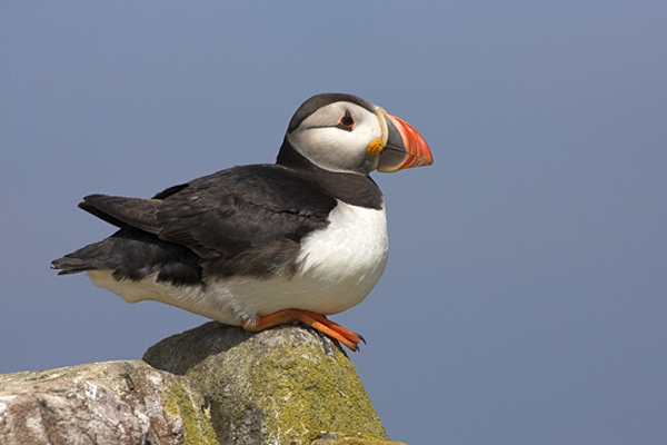 Puffin,sat on rock.
