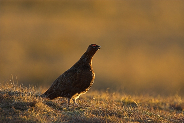 Red Grouse,in the evening.