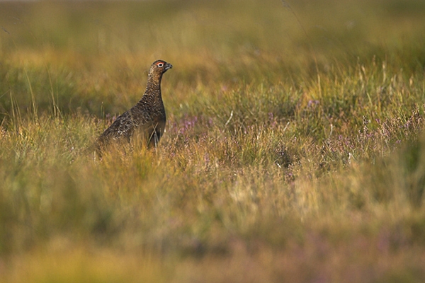 Red Grouse in the Lammermuirs.