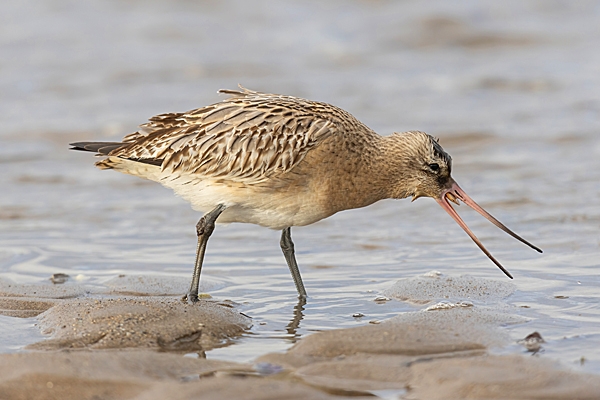 Bar tailed Godwit swallowing.. Nov. '23.