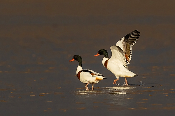 2 Shelduck. Nov. '23.