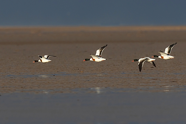 4 Shelduck in flight. Nov. '23.