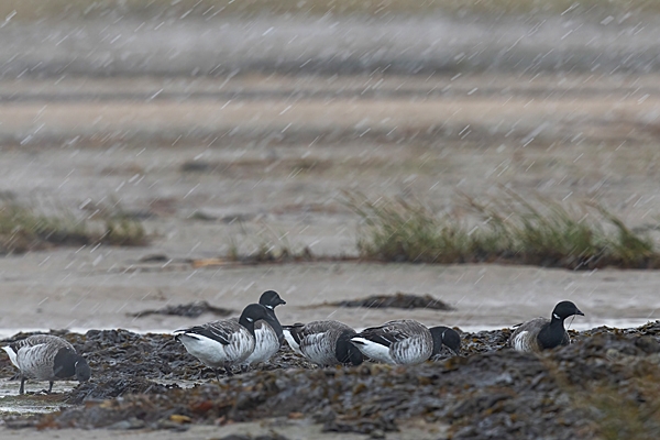 Pale bellied Brent Geese in snow shower. Nov. '23.