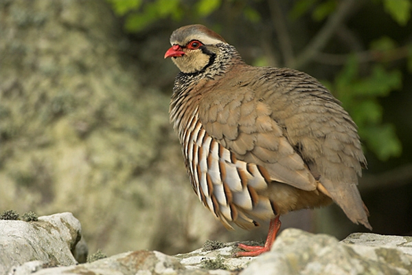Red Legged Partridge on a stone wall.