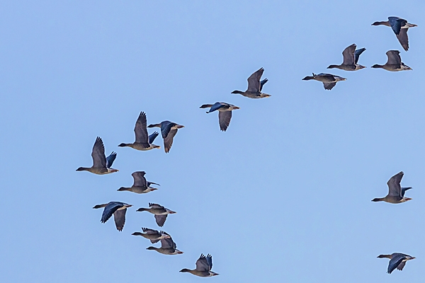 Pink footed Geese in flight 2. Dec. '23.