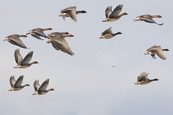 Pink footed Geese in flight 1. Dec. '23.