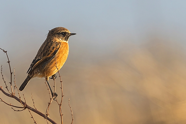 Female Stonechat. Jan. '24.