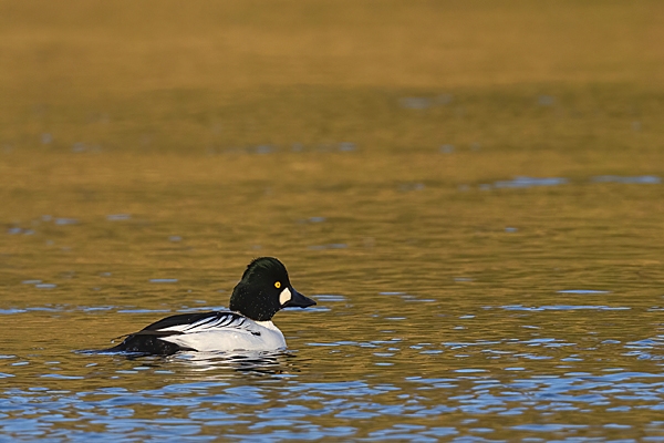 Male Golden Eye duck 1. Jan. '24.