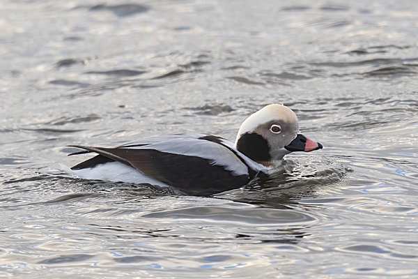 Male Long tailed duck 2. Jan. '24.