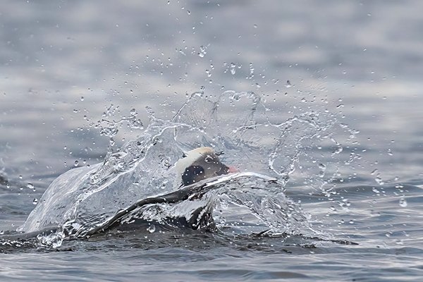 Male Long taild duck upsurges. Jan. '24.