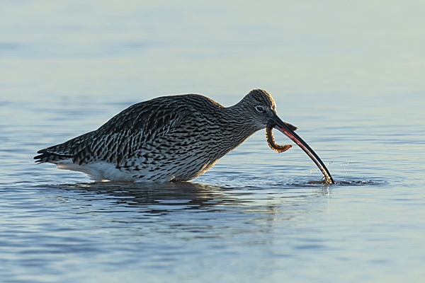 Curlew with worm. Jan. '24.