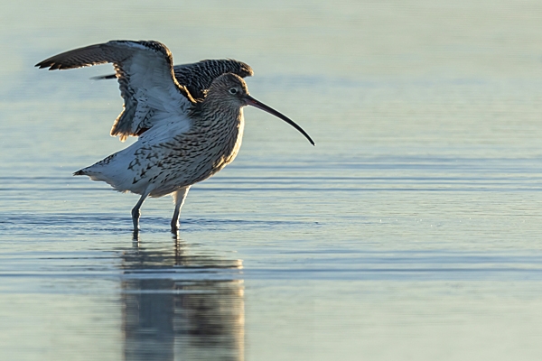 Curlew with upstretched wings. Jan. '24.