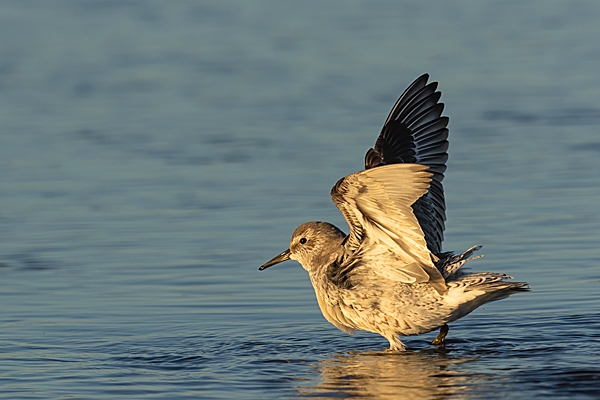 Knot with upstretched wings. Jan. '24.