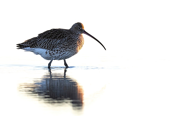 High key Curlew. Jan. 24.