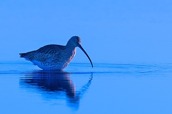 Curlew Blues 2. Jan. '24.