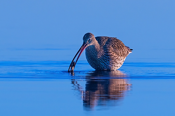 Curlew Blues 1. Jan. '24.