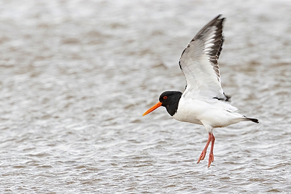 Oystercatcher landing. Feb. '24.