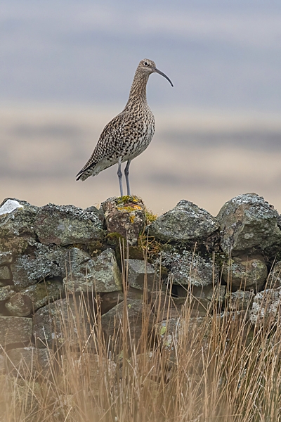 Curlew on wall. Mar. '24.