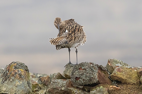 Curlew on wall preening 2. Mar. '24.