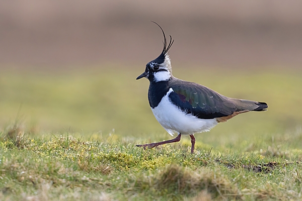 Male Lapwing. Mar. '24.