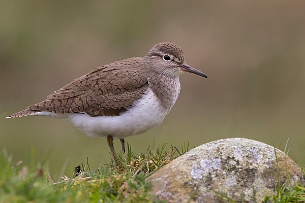 Common Sandpiper and rock. Apr. '24.